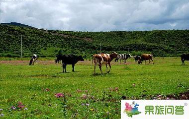 香格里拉大草原-昆明國旅告訴您，云南旅游怎樣管住自己的錢包