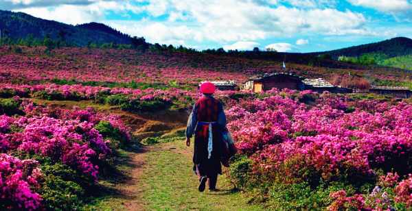 這個季節(jié)是香格里拉花季，現(xiàn)在去云南旅游安全嗎？云南旅游十一旺季去云南旅游安全了嗎？